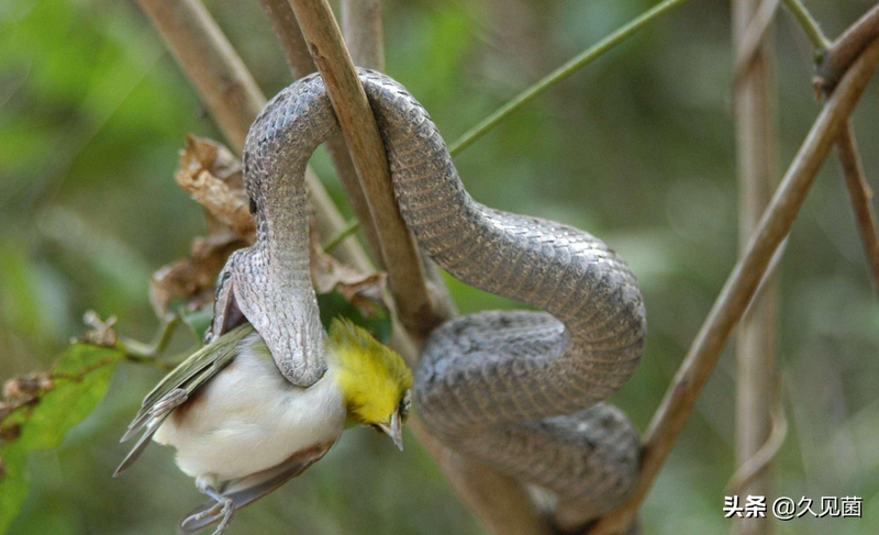 大连蛇岛为何有那么多毒蛇？不足1平方公里，隐藏近2万条毒蛇