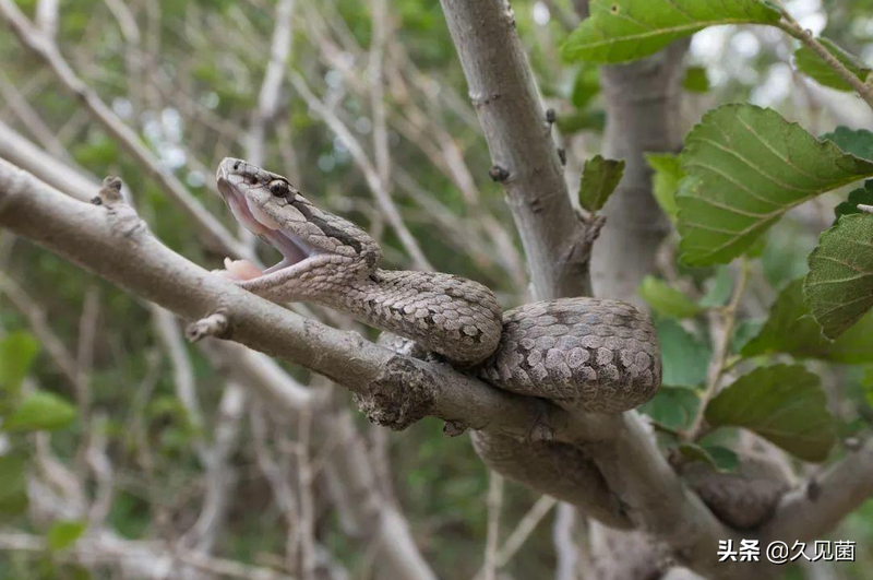大连蛇岛为何有那么多毒蛇？不足1平方公里，隐藏近2万条毒蛇