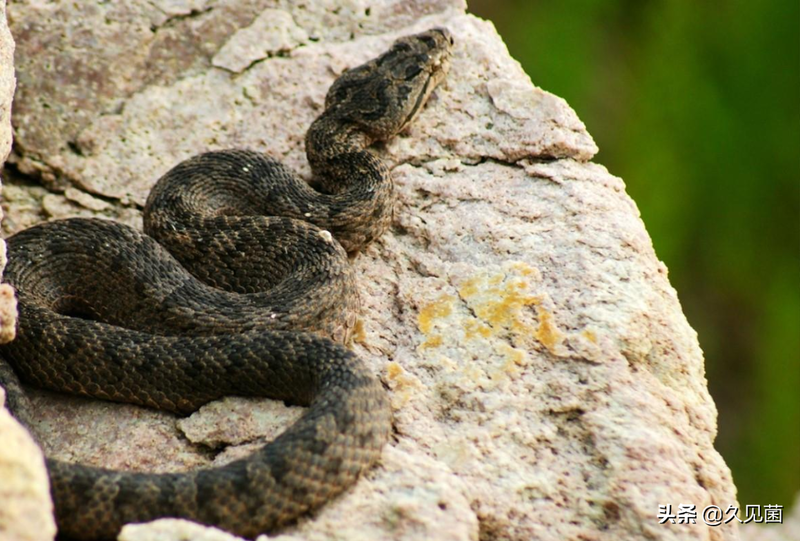 大连蛇岛为何有那么多毒蛇？不足1平方公里，隐藏近2万条毒蛇