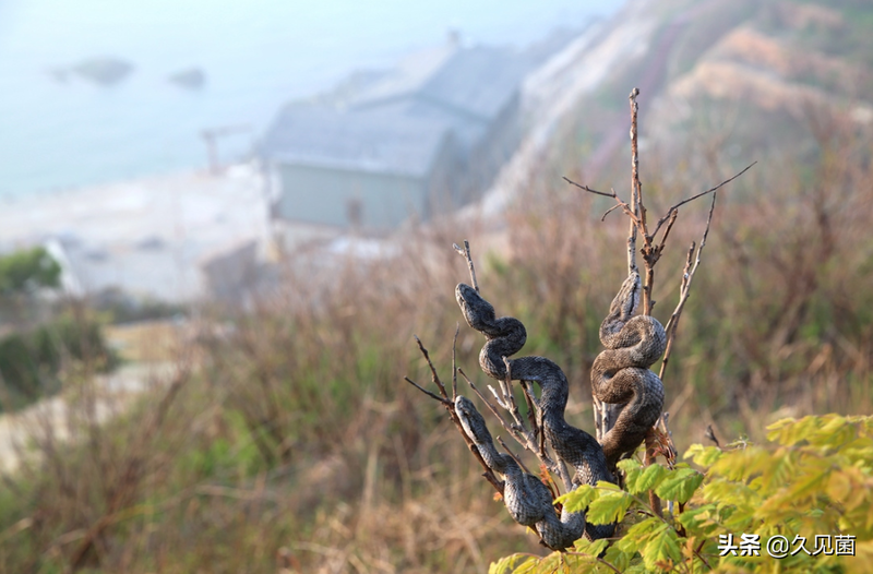 大连蛇岛为何有那么多毒蛇？不足1平方公里，隐藏近2万条毒蛇
