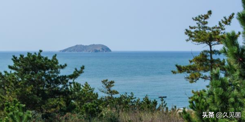 大连蛇岛为何有那么多毒蛇？不足1平方公里，隐藏近2万条毒蛇