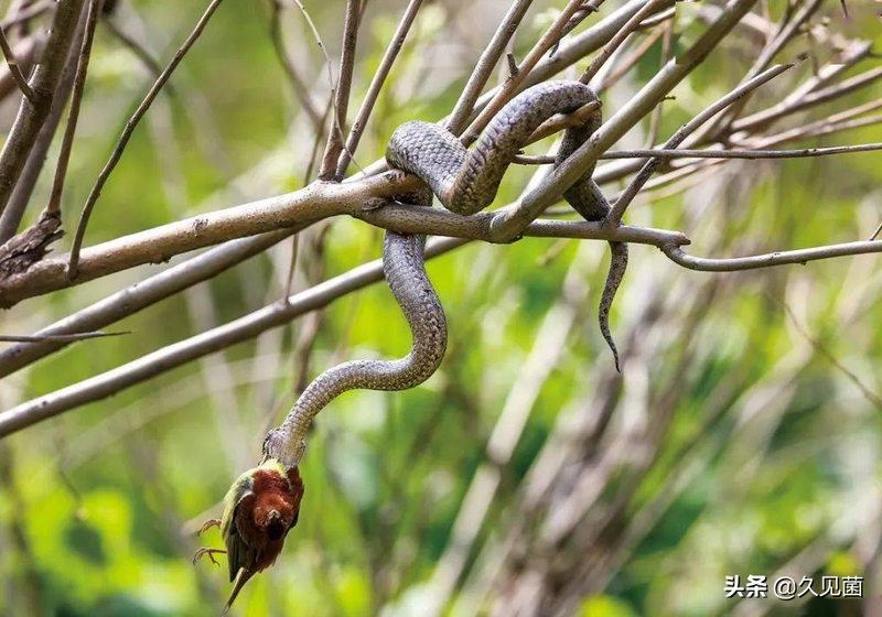 大连蛇岛为何有那么多毒蛇？不足1平方公里，隐藏近2万条毒蛇