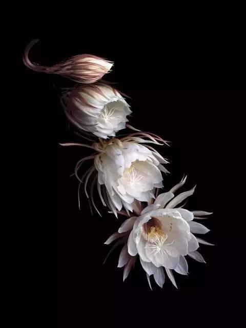 55张世间罕见照片，一眼万年！