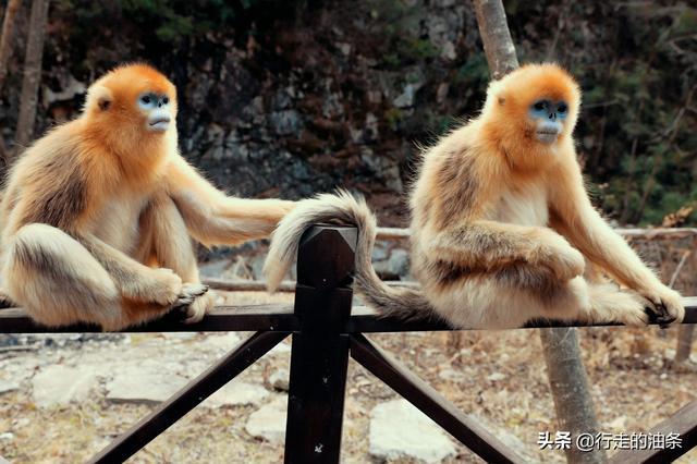 陕西佛坪：秦岭脚下的隐密胜地，世界旅游组织说这里最具旅游价值