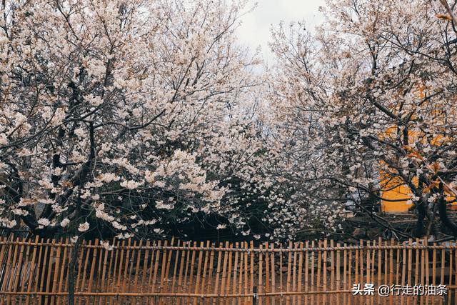 陕西佛坪：秦岭脚下的隐密胜地，世界旅游组织说这里最具旅游价值