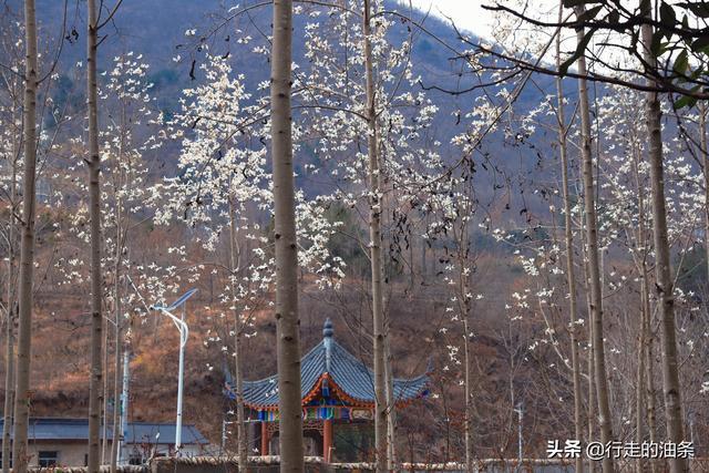 陕西佛坪：秦岭脚下的隐密胜地，世界旅游组织说这里最具旅游价值