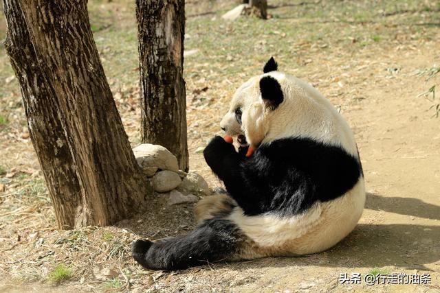 陕西佛坪：秦岭脚下的隐密胜地，世界旅游组织说这里最具旅游价值