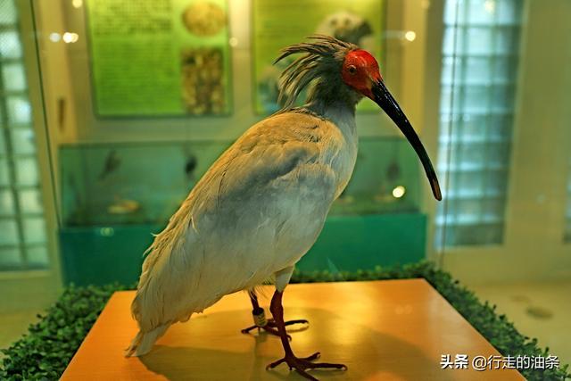 陕西佛坪：秦岭脚下的隐密胜地，世界旅游组织说这里最具旅游价值