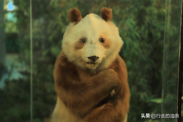 陕西佛坪：秦岭脚下的隐密胜地，世界旅游组织说这里最具旅游价值