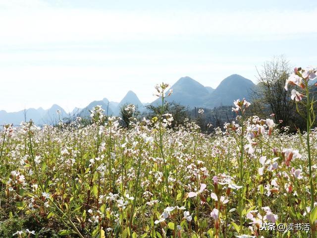 散文：哭娘的疯子