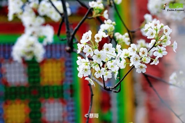 忽如一夜春风来，千树万树梨花开？川藏线最美景观大道完美诠释