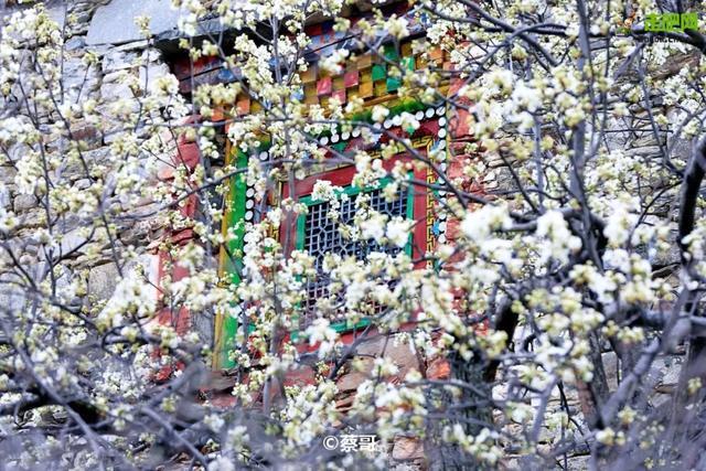 忽如一夜春风来，千树万树梨花开？川藏线最美景观大道完美诠释