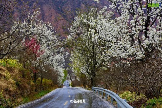 忽如一夜春风来，千树万树梨花开？川藏线最美景观大道完美诠释