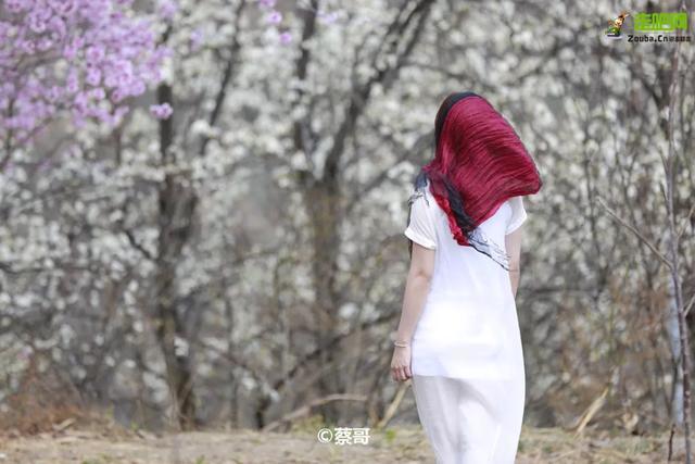 忽如一夜春风来，千树万树梨花开？川藏线最美景观大道完美诠释