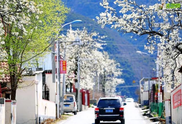 忽如一夜春风来，千树万树梨花开？川藏线最美景观大道完美诠释