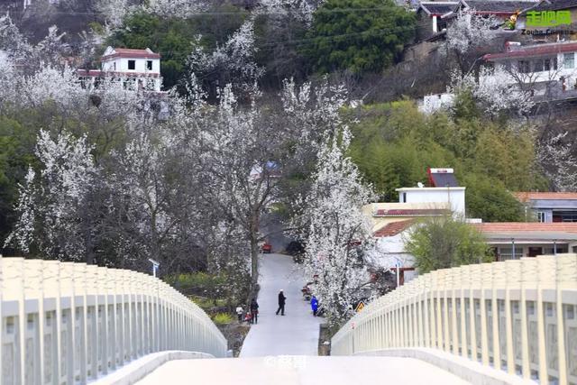 忽如一夜春风来，千树万树梨花开？川藏线最美景观大道完美诠释