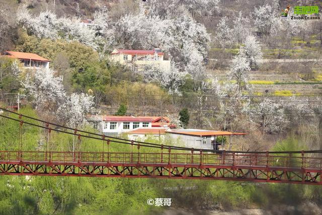 忽如一夜春风来，千树万树梨花开？川藏线最美景观大道完美诠释