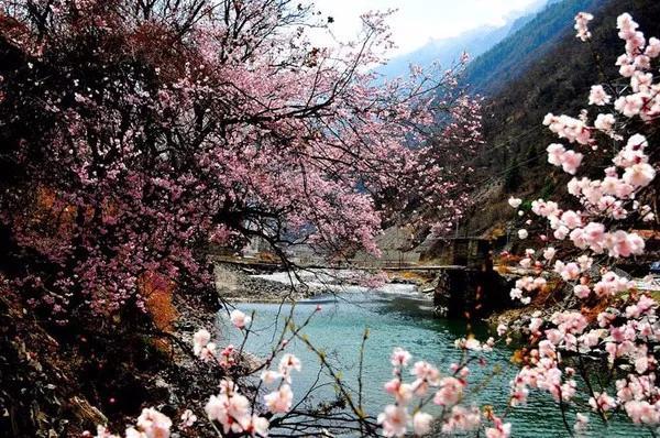 忽如一夜春风来，千树万树梨花开？川藏线最美景观大道完美诠释