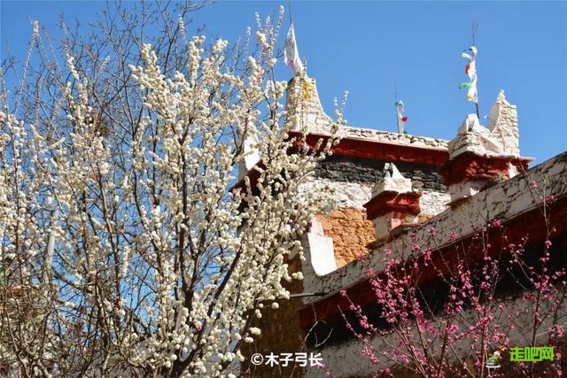 忽如一夜春风来，千树万树梨花开？川藏线最美景观大道完美诠释