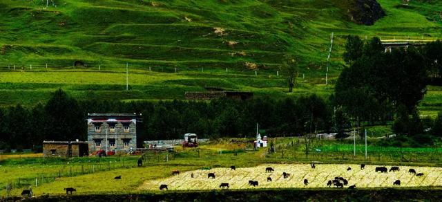 忽如一夜春风来，千树万树梨花开？川藏线最美景观大道完美诠释