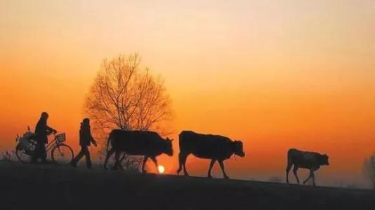 乡愁，作者：余光中