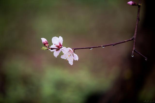 那些落在过去的春雨