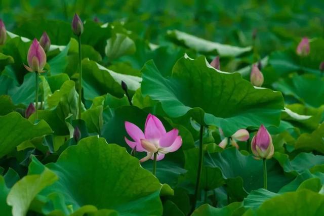 普者黑丨云端里的村落·梦境中的山水