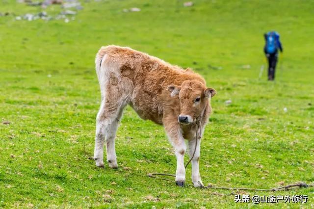 没有信号的120公里，徒步天山绝美乌孙古道，迷失在人间天堂