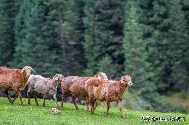 没有信号的120公里，徒步天山绝美乌孙古道，迷失在人间天堂