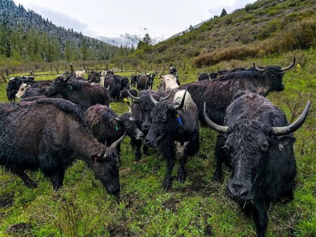 2人，124天，2155公里，中国徒步爱好者的殿堂级线路诞生了