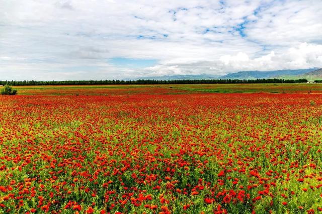 一定被你列上过旅行清单的地方，4月开始美到极致