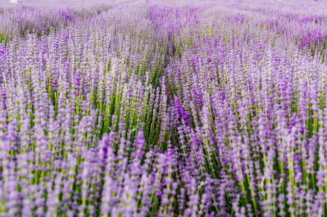 一定被你列上过旅行清单的地方，4月开始美到极致