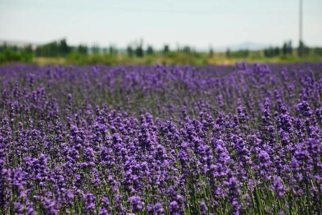 一定被你列上过旅行清单的地方，4月开始美到极致