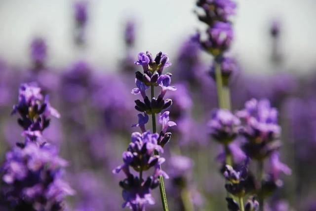 一定被你列上过旅行清单的地方，4月开始美到极致