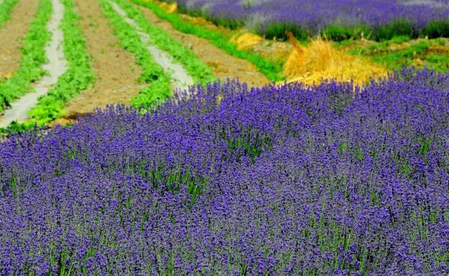 一定被你列上过旅行清单的地方，4月开始美到极致