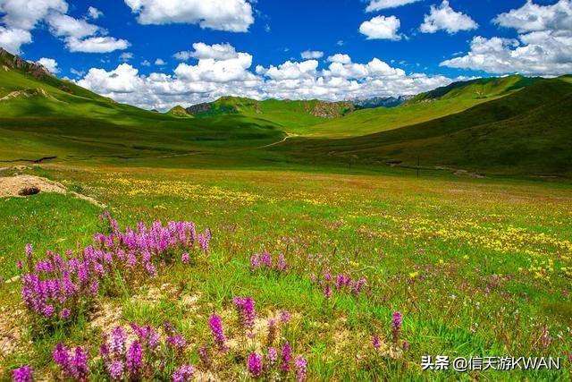 七八月份夏天的甘南草原，鲜花盛开，这里是通往香巴拉的驿站