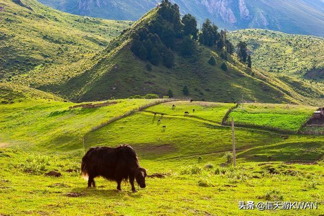 七八月份夏天的甘南草原，鲜花盛开，这里是通往香巴拉的驿站