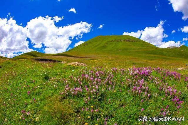 七八月份夏天的甘南草原，鲜花盛开，这里是通往香巴拉的驿站
