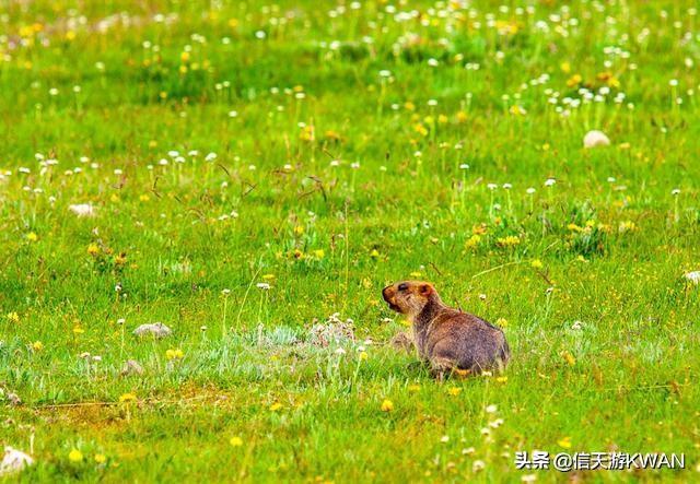 七八月份夏天的甘南草原，鲜花盛开，这里是通往香巴拉的驿站