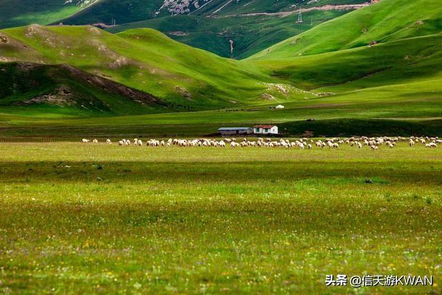 七八月份夏天的甘南草原，鲜花盛开，这里是通往香巴拉的驿站