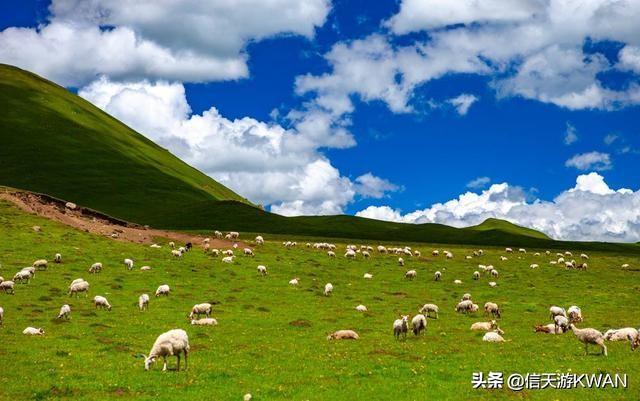 七八月份夏天的甘南草原，鲜花盛开，这里是通往香巴拉的驿站