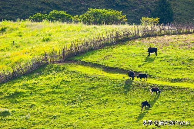 七八月份夏天的甘南草原，鲜花盛开，这里是通往香巴拉的驿站