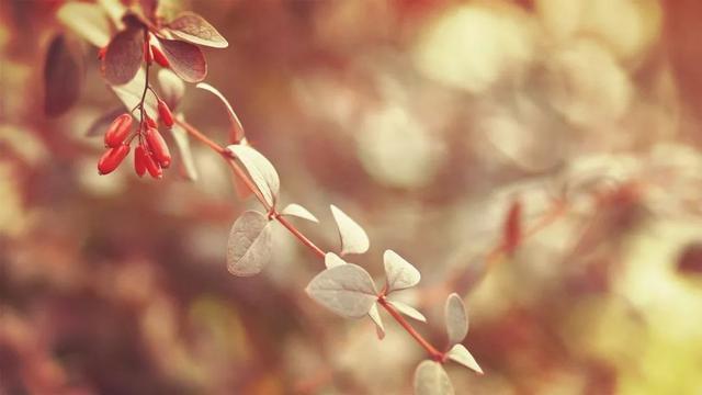 够得着的幸福才是你的