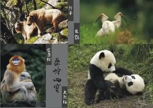 秦岭：中国国家中央公园