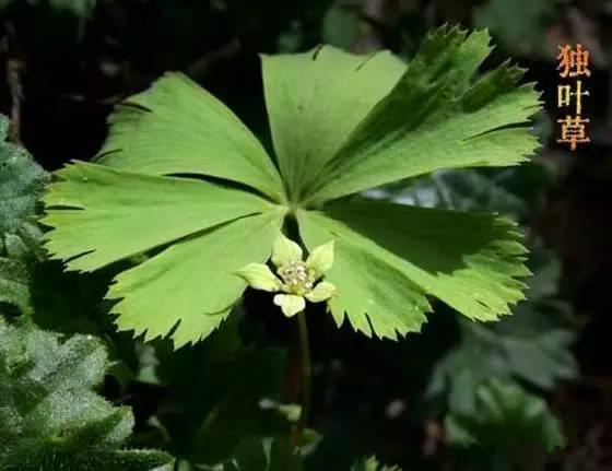 秦岭：中国国家中央公园