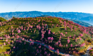 【滇西胜境】丽江~沙溪古镇~诺邓古村~腾冲银杏~和顺古镇~热海温泉~瑞丽~芒市~保山~巍山古城~无量山樱花谷~大理古城