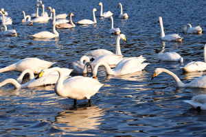 胶东海岸行：威海、那香海、布轮威斯搁浅船、成山头、烟墩角天鹅、海草房、养马岛、烟台历史街区