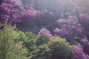 大黑山杜鹃花海
