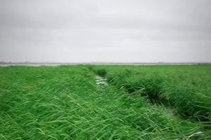 扎龙——品读丹顶鹤的故事