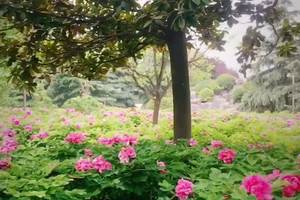 洛阳牡丹/国花园